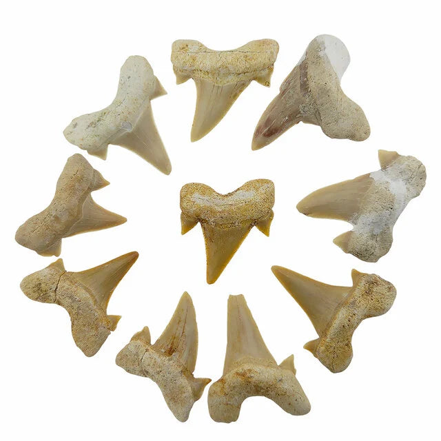Otodus Obliquus Haaientand