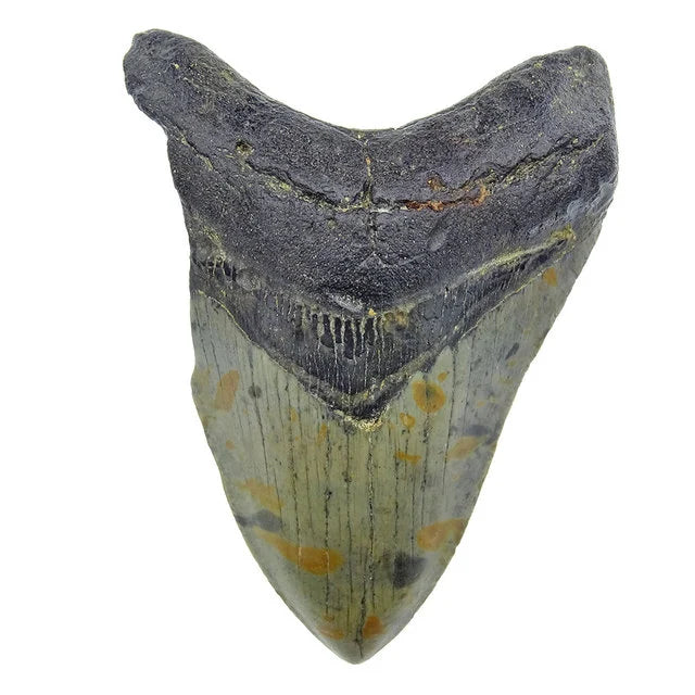 Fossiele Megalodon tand 12 cm