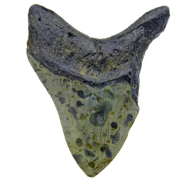 Fossiele Megalodon tand 12 cm