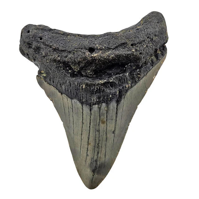 Fossiele Megalodon tand 8 cm