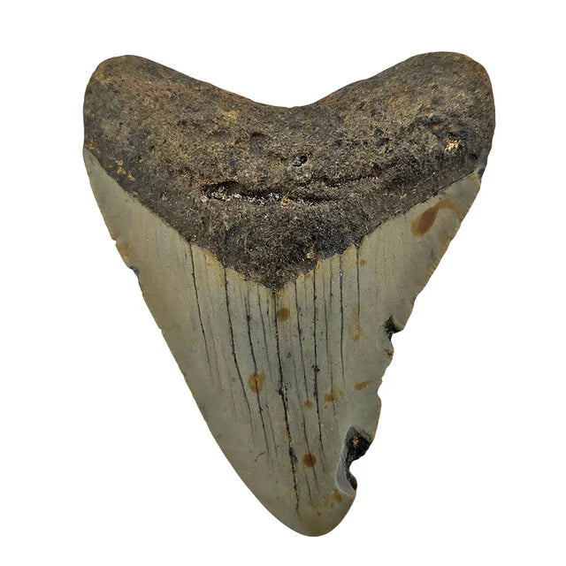 Fossiele Megalodon tand 7,5 cm
