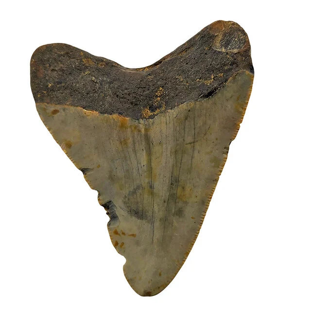 Fossiele Megalodon tand 7,5 cm