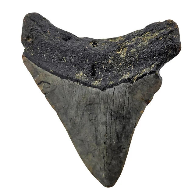 Fossiele Megalodon tand 8 cm