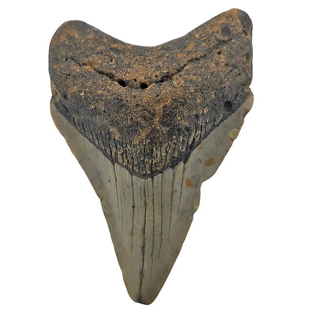 Fossiele Megalodon tand 7,5 cm