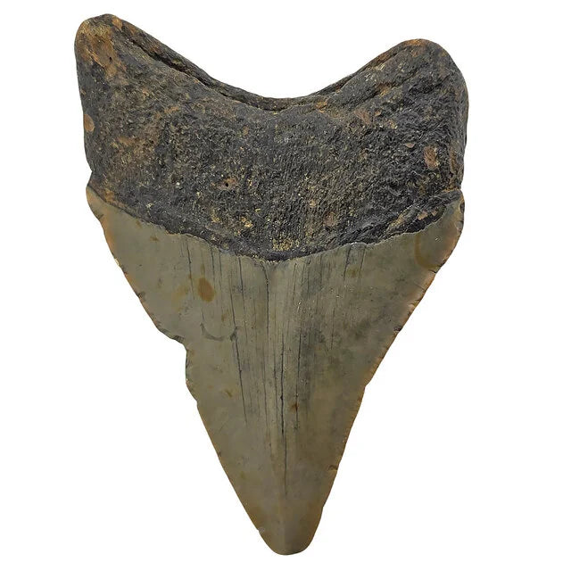Fossiele Megalodon tand 7,5 cm